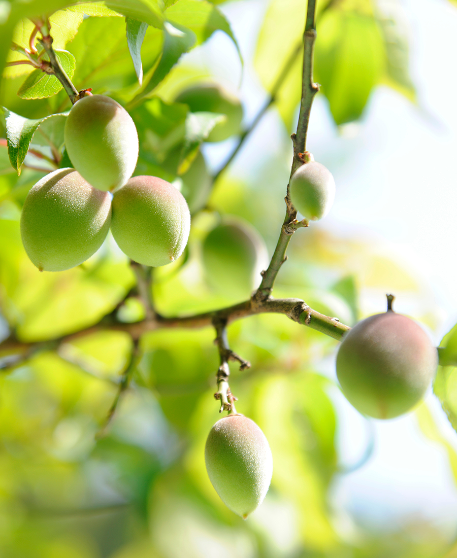 【梅ポリフェノールのチカラ】肌の乾燥くすみ､にごりダメージに「梅ポリフェノール」