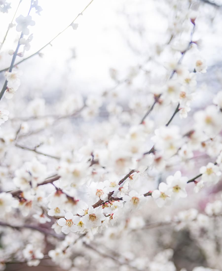 【The power of plums～梅のチカラ～】受け継がれてきた梅の魅力を、新たに見つめ直して