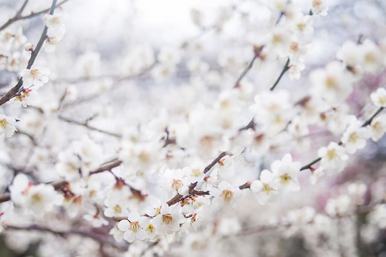 【The power of plums～梅のチカラ～】受け継がれてきた梅の魅力を、新たに見つめ直して