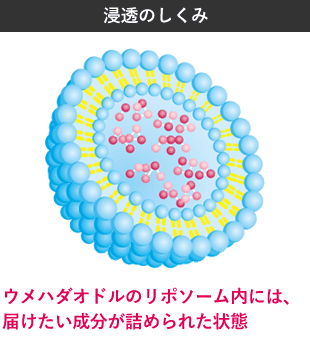 ウメハダオドルのリポソーム内には、届けたい成分が詰められた状態