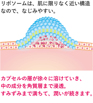 カプセルの層が徐々に溶けていき、中の成分を角質層まで浸透。すみずみまで満ちて、潤いが続きます。