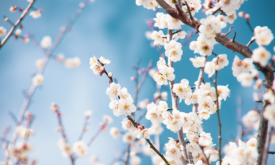 古代から続く“美の果実”「万葉の時代から、美を支えてきた果実」