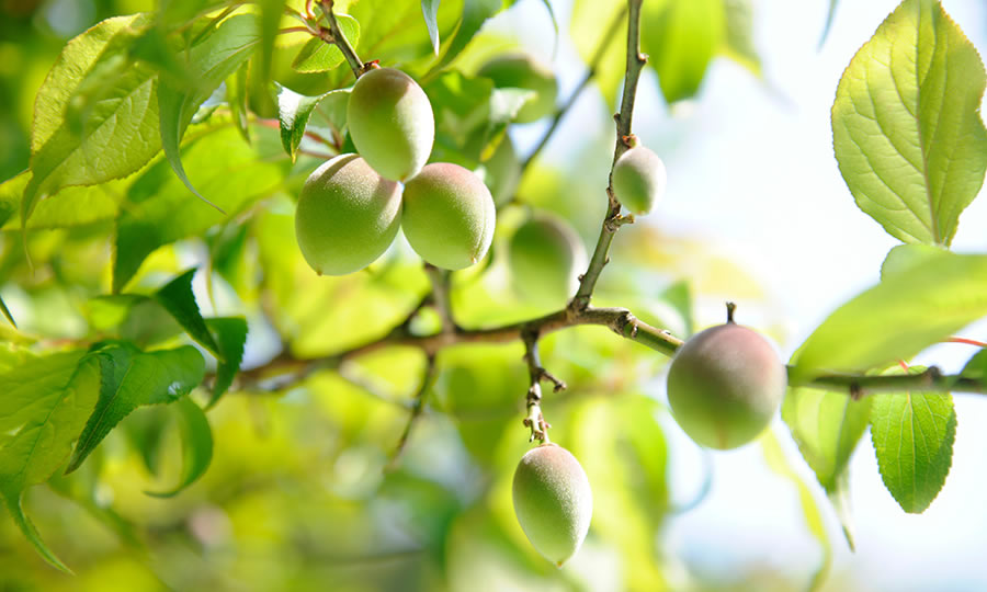 南高梅──最高級の美容習慣「果肉のやわらかさは、美の贈り物」