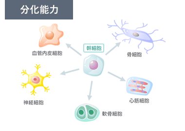 分化能力