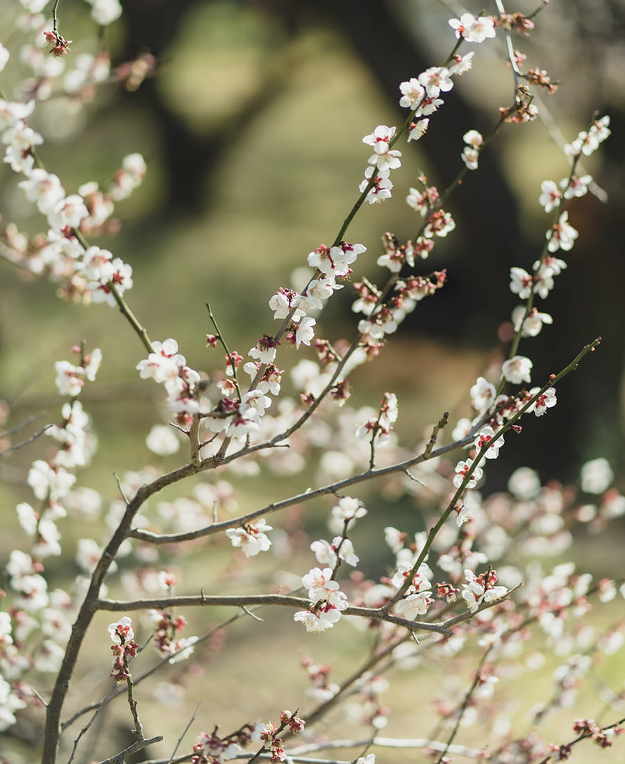 【梅ポリフェノールのチカラ】成分でわかる､肌を守る梅のチカラ。